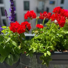 En vacker balkonglåda med röda pelargoner och lila salvia. En perfekt plantera i balkonglåda för att lysa upp uteplatsen.