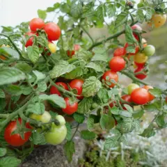 En tomatplanta med många röda och gröna tomater. En bra kruka till tomat ger plats för rötterna att växa.