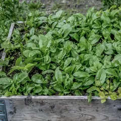 En pallkrage fylld med frodig, grön så spenat. Vattendroppar glänser på bladen.
