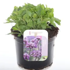En grönskande verbena i kruka, redo att pryda din trädgård med lila blommor.