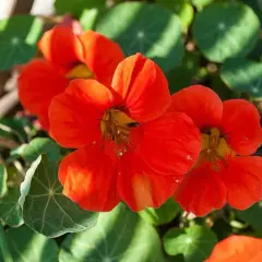 Vackra orange krasse i kruka blommar med sina runda gröna blad.