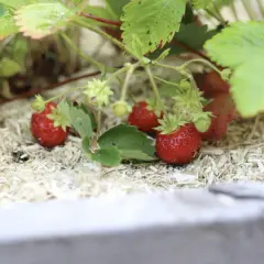Röda, saftiga jordgubbar växer i solsken, redo att skördas. Dessa guldvatten jordgubbar är en sommarskatt.