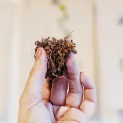 En hand håller en klump jord med rötter. Bakgrunden visar suddiga botaniska illustrationer, kanske från en gammal atami-bok.