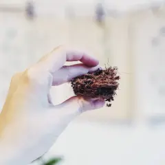 En hand håller en liten klump kokosfiber, som en miniatyr cocostar-bon.