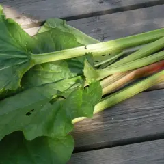 Stjälkar och blad från en rabarber planta ligger på en träaltan.