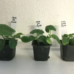 Tre små plantor av iznik gurka växer i svarta krukor. Etiketter visar olika odlingsmetoder.
