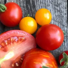 En blandning av röda och gula tomater, inklusive en delad tomat och en Sungold-tomat, ligger på en träyta.