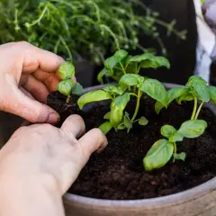 Händer planterar små basilika plantor i en kruka. Att ta hand om basilika ger god smak till maten.