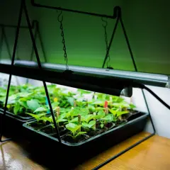 Små plantor växer under en grön led-lampa.