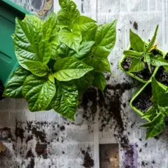 Gröna chiliplantor redo att plantera om. En hög med krukor och jord ligger bredvid.