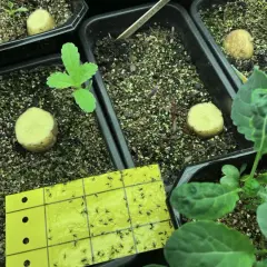 Gula klisterfällor fångar många sorgmyggor, ett tecken på att nematoder kan behövas för att skydda plantorna.