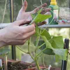 Händer som hjälper till att pollinera gurka i växthus. En liten gurka syns på stammen.