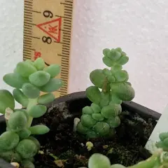 Två små suckulenter växer i en kruka, en linjal visar att de är ca 8-9 cm höga. En liten rot riot börjar synas.