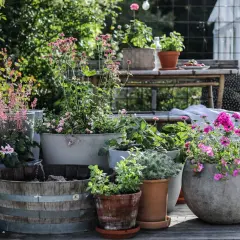 En härlig samling blommor i kruka skapar en grönskande oas på altanen. Olika sorters växter i terrakotta, betong och träfat.