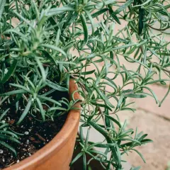 En frodig rosmarinplanta i en terrakottakruka, redo att odla för härliga smaker.