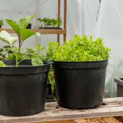 Två svarta krukor, en med en aubergineplanta och en med mynta. Krukorna är av plast, en kruka 20 liter, står på ett träbord i ett växthus.