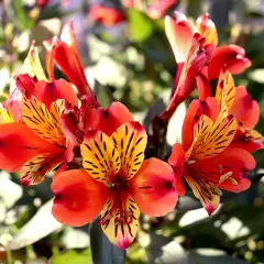 En vacker alstroemeria i kruka, med sina flammande orange och gula kronblad, lyser upp i solljuset.