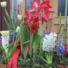 Vacker juldekoration med amaryllis, hyacinter och tulpaner. Perfekt för att plantera hyacinter till jul och skapa en festlig stämning.