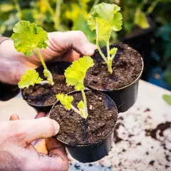 Händer håller tre små sticklingar pelargon i svarta krukor med jord.