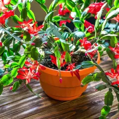 En vacker novemberkaktus stickling blommar med röda blommor i en orange kruka på ett träbord.