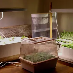 Odling av mikrogrönt under LED-lampor. En behållare med kondens täcker små plantor, kanske med en touch av bat guano för näring.