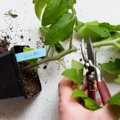 Beskära tomatplantor för bättre tillväxt. En hand håller sekatör nära en planta i kruka.