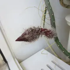 En nattens drottning stickling med en mörkröd knopp som börjar öppna sig, omgiven av fluffiga vita hår.