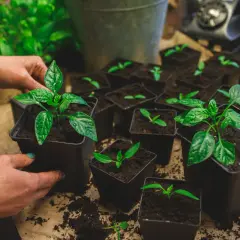 Händer planterar små paprikaplantor i jord. Många små krukor med plantor står redo för att växa.