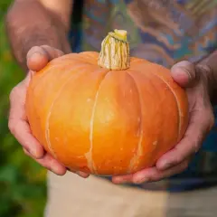 Händer håller en liten, orange pumpa. Den är redo att ge massor av pumpa frö för nästa års skörd.