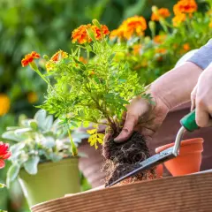 Händer planterar en tagetes i en smart pot. Blommor i orange och rött syns i bakgrunden.