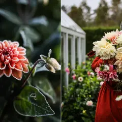 Frostig dahlia i kruka, redo att klippa ner. En person i röd klänning bär en bukett av dahlior.