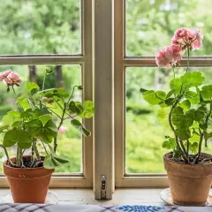 Två rangliga pelargoner med rosa blommor står i krukor på en fönsterbräda. Utanför fönstret syns en grönskande trädgård.