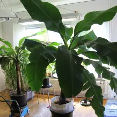 Stor banan planta med stora gröna blad växer inomhus under växtbelysning.