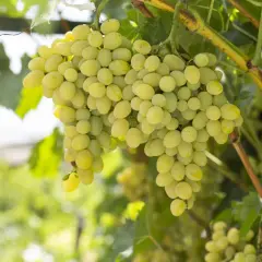 Tunga klasar av gröna vindruvor hänger från en vinranka i kruka. Solen lyser genom bladen och ger druvorna en gyllene glans.