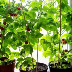 Tomatplantor i hinkar växer frodigt vid fönstret. Röda och gröna tomater hänger från grenarna, redo att skördas. En härlig syn för den som vill odla tomater i hink.