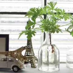 Gröna sticklingar i glasvaser, redo att slå rot. En miniatyrbil och Eiffeltorn i bakgrunden.