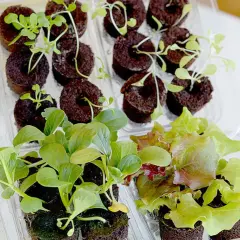 Små plantor i torvpluggar, redo för harvy odling. Gröna blad och spirande skott i plastbehållare.