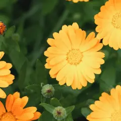 En grupp soliga ringblommor blommar i grönska.