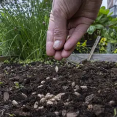Hand sår bönor i en pallkrage, redo för att växa så på friland.