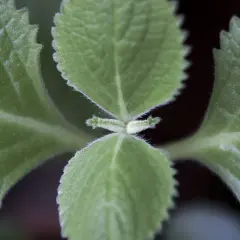 Närbild på sammetslena blad från kubansk oregano, med tydliga nerver och tandade kanter.