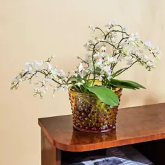En orkidé med vita blommor i en bärnstensfärgad glasvas. Den står på en träbyrå, redo för näring till orkidéer.