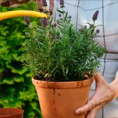 En person vattnar en frodig lavendel i kruka med en gul vattenkanna. Doftande lila blommor spirar.