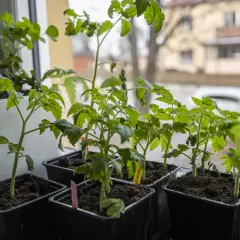 Små plantor av bitonto tomat växer i svarta krukor på en fönsterbräda.