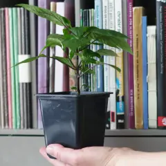 En hand håller en liten planta med gröna blad. Bakom syns en bokhylla fylld med böcker, kanske för att lära sig odla så chili.
