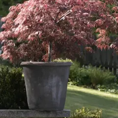 Ett vackert japanskt lönnträd med djupröda blad i en stor kruka, som en levande pion i trädgården.