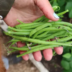 En hand håller en nyskördad hög med gröna haricots verts, redo att odla mer.