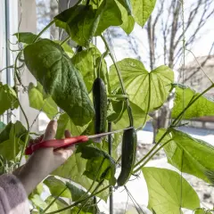 En hand med röda saxar klipper av en mogen gurka, en Cucumis sativus, från en frodig planta vid ett fönster.