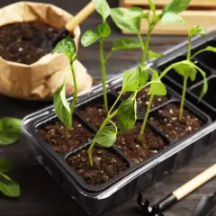Små plantor av chili odla i en kruka med jord. Bredvid finns en påse med jord och trädgårdsredskap.