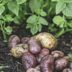 Nyskördade potatisar, både röda och gula, ligger på jorden bland gröna blad. En härlig skörd från att odla potatis.
