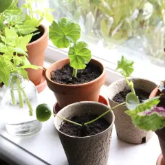 Små plantor i krukor på en fönsterbräda. En forellbegonia stickling rotar sig i en glasflaska.